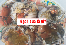 gạch cua là gì